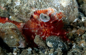Banda Sea 2018 - DSC05581_rc - Humpback prawn -  - Metapenaeopsis lamellata